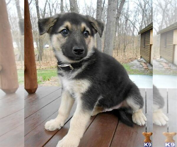 Medium Photo #4 German Shepherd Dog Puppy For Sale in PALOS HILLS, IL, USA