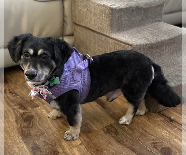 Medium Photo #5 Cocker Spaniel-Unknown Mix Puppy For Sale in Mission Viejo, CA, USA