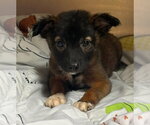 Small #4 Mutt