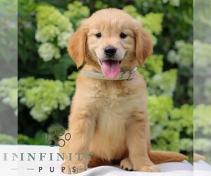 Golden Retriever Puppy for sale in LITITZ, PA, USA