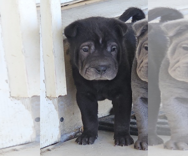 Medium Photo #1 Chinese Shar-Pei Puppy For Sale in LUCERNE VLY, CA, USA