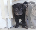 Puppy Nails Chinese Shar-Pei
