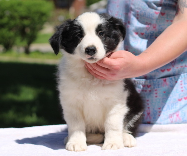 Medium Photo #1 Border Collie Puppy For Sale in BRYANTOWN, MD, USA