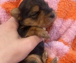 Puppy Clementine Yorkshire Terrier