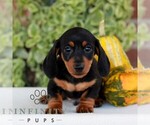 Brickle - Male Dachshund Puppy for Sale - Photo #4