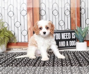 Cavapoo Puppy for sale in NAPLES, FL, USA
