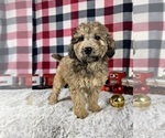 Small Photo #3 Poodle (Miniature) Puppy For Sale in GREENWOOD, IN, USA