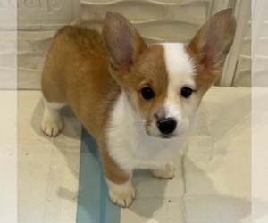 Pembroke Welsh Corgi Puppy for Sale in NEWCASTLE, California USA