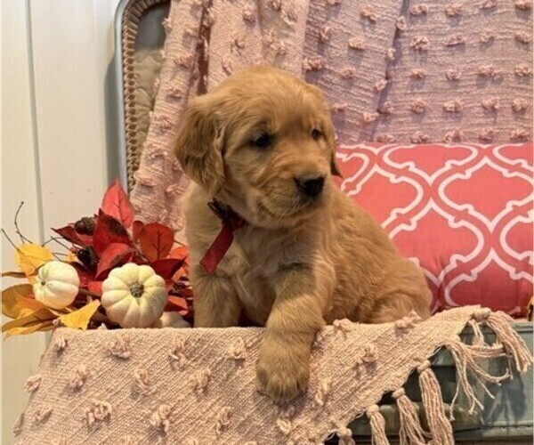 Medium Photo #2 Golden Retriever Puppy For Sale in WILLARD, WI, USA
