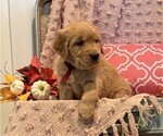 Small Photo #2 Golden Retriever Puppy For Sale in WILLARD, WI, USA