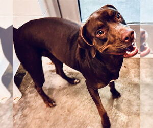 Labrador Retriever Dogs for adoption in Tavares, FL, USA