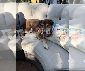 Cholena - Female Siberian Husky-Unknown Mix Dog for Adoption - Photo #6