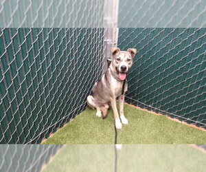 Siberian Husky-Unknown Mix Dogs for adoption in Downey, CA, USA