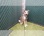 Small Siberian Husky Mix
