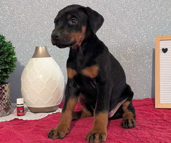 Medium Photo #9 Doberman Pinscher Puppy For Sale in GOSHEN, IN, USA