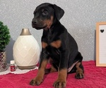 Small #8 Doberman Pinscher
