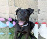 Small #3 Labrador Retriever Mix
