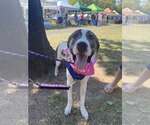 Small #2 American Pit Bull Terrier-Great Pyrenees Mix