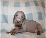 Small #2 Weimaraner