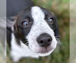 Small #3 Beagle Mix