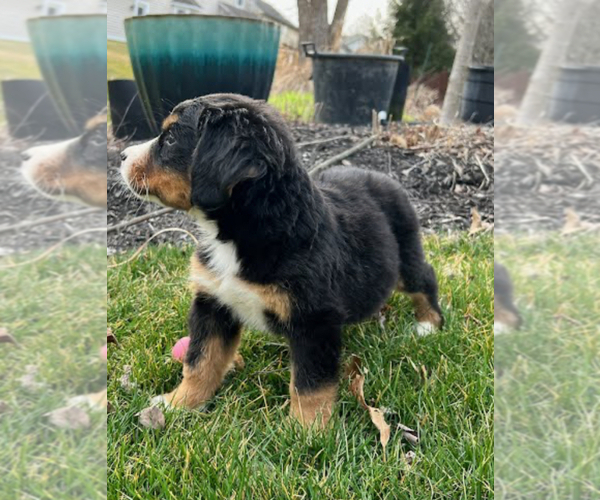 Medium Photo #6 Bernese Mountain Dog Puppy For Sale in NOBLESVILLE, IN, USA