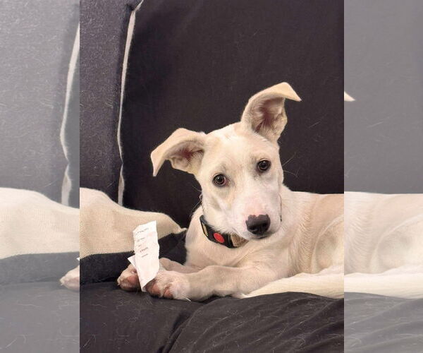 Medium Photo #1 Dachshund-Unknown Mix Puppy For Sale in New London, WI, USA