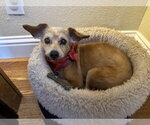 Small #1 Border Terrier Mix