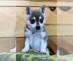 Small #1 Alaskan Klee Kai-Pomeranian Mix