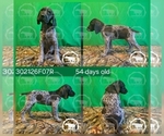 Small #1 German Shorthaired Pointer