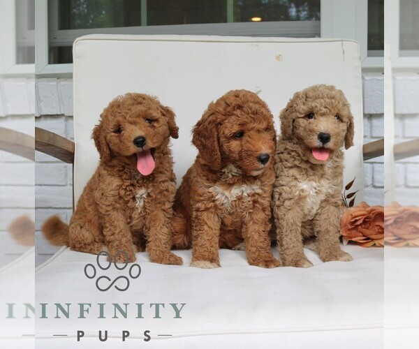 Medium Photo #2 Goldendoodle (Miniature) Puppy For Sale in PARADISE, PA, USA