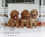 Small #1 Goldendoodle (Miniature)