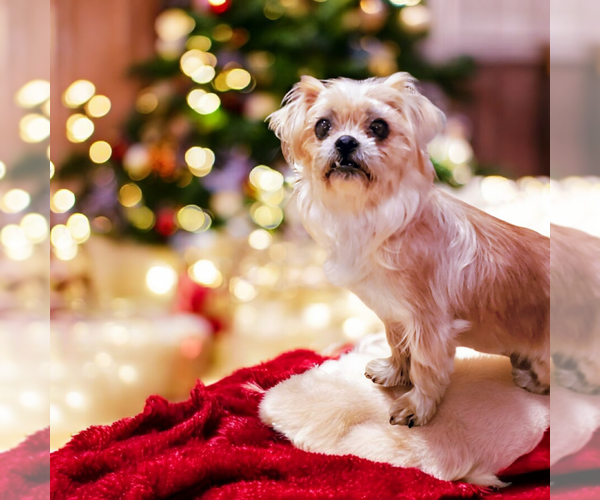 Medium Photo #1 Mutt Puppy For Sale in Vail, AZ, USA