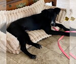 Small #3 Labrador Retriever Mix