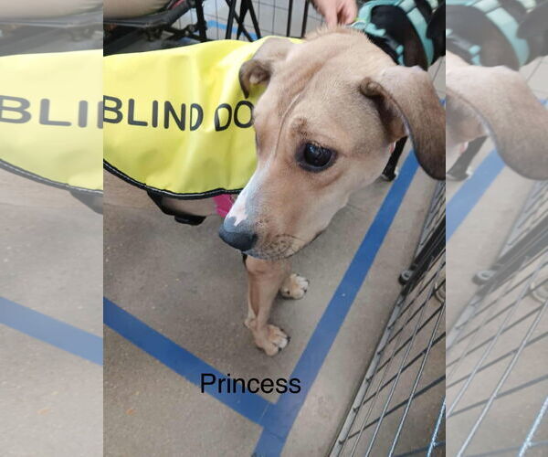 Medium Photo #8 Catahoula Leopard Dog-Labrador Retriever Mix Puppy For Sale in Farmerville, LA, USA