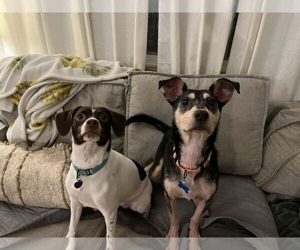 Medium Photo #4 Mutt Puppy For Sale in Springdale, PA, USA