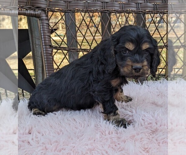 Medium Photo #44 Cock-A-Poo Puppy For Sale in SALEM, MO, USA
