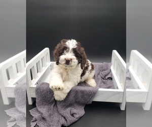 Cockapoo-Poodle (Miniature) Mix Puppy for sale in GOSHEN, IN, USA