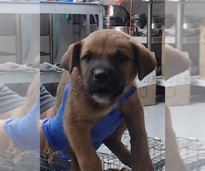 American Pit Bull Terrier-Unknown Mix Dogs for adoption in Pasadena, TX, USA
