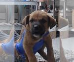 Small American Pit Bull Terrier Mix