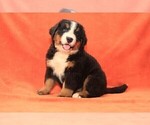 Small #4 Bernese Mountain Dog