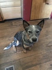 Father of the Australian Cattle Dog puppies born on 02/07/2018