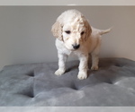 Small Photo #1 Goldendoodle Puppy For Sale in PELHAM, NH, USA