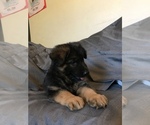 Small Photo #2 German Shepherd Dog Puppy For Sale in NUEVO, CA, USA