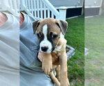 Small Photo #5 Boxer-Staffordshire Bull Terrier Mix Puppy For Sale in Holly Springs, NC, USA