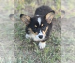 Puppy Red Boy Pembroke Welsh Corgi