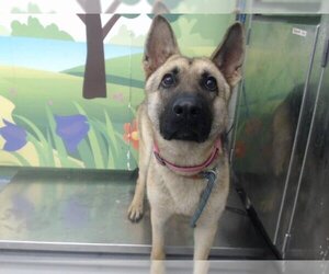 German Shepherd Dog-Unknown Mix Dogs for adoption in Waco, TX, USA