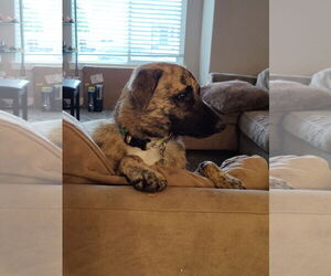 Mutt Dogs for adoption in Sandy, UT, USA