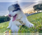 Small Photo #1 Pomsky Puppy For Sale in MELBOURNE, FL, USA