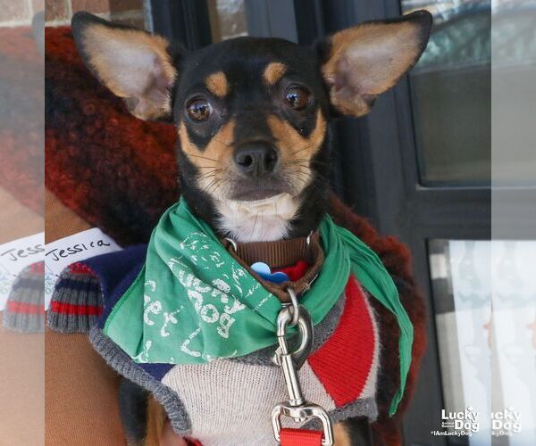 Medium Photo #4 Chiweenie Puppy For Sale in Washington, DC, USA