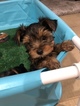 Small Photo #7 Yorkshire Terrier Puppy For Sale in CARLSBAD, CA, USA